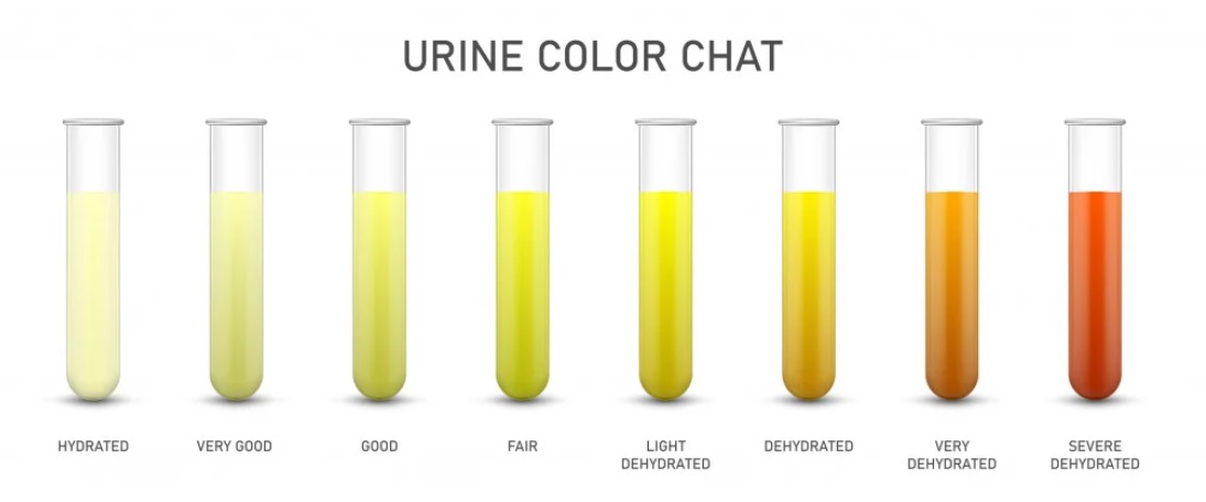 Understanding Your Fitness Secrets Through Urine Color - Swole Academy